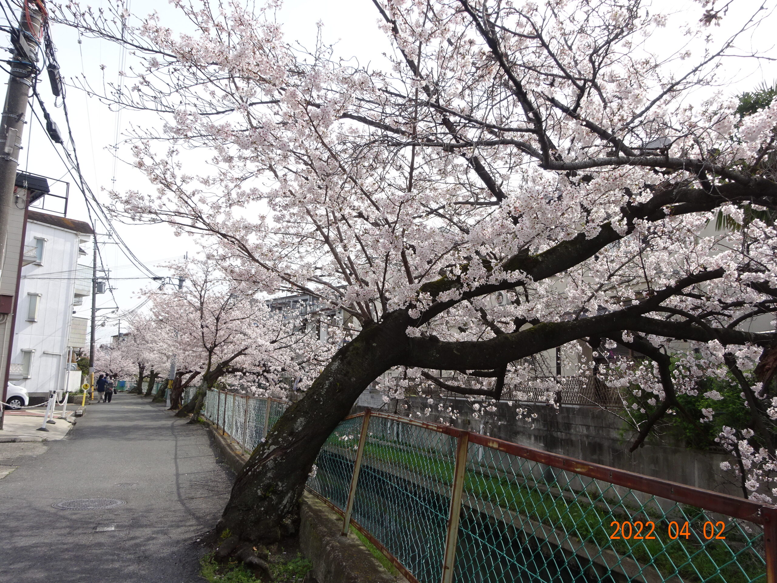 記事 桜のお花見🌸🎵のアイキャッチ画像