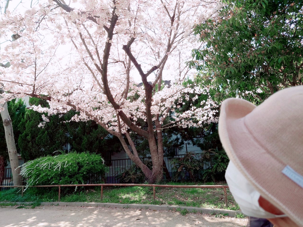 記事 春爛漫♪桜を見に行こう！！（豊中・服部）のアイキャッチ画像