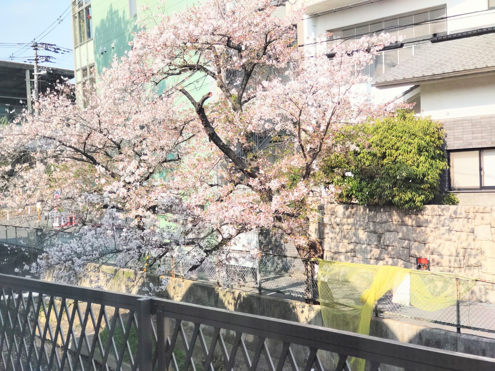 記事 くすのき・萱島のお花見散歩～🌸のアイキャッチ画像