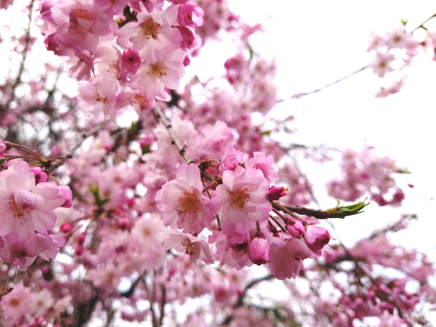 記事 今年も入居者様と桜を見に行きました♪（豊中・服部）のアイキャッチ画像