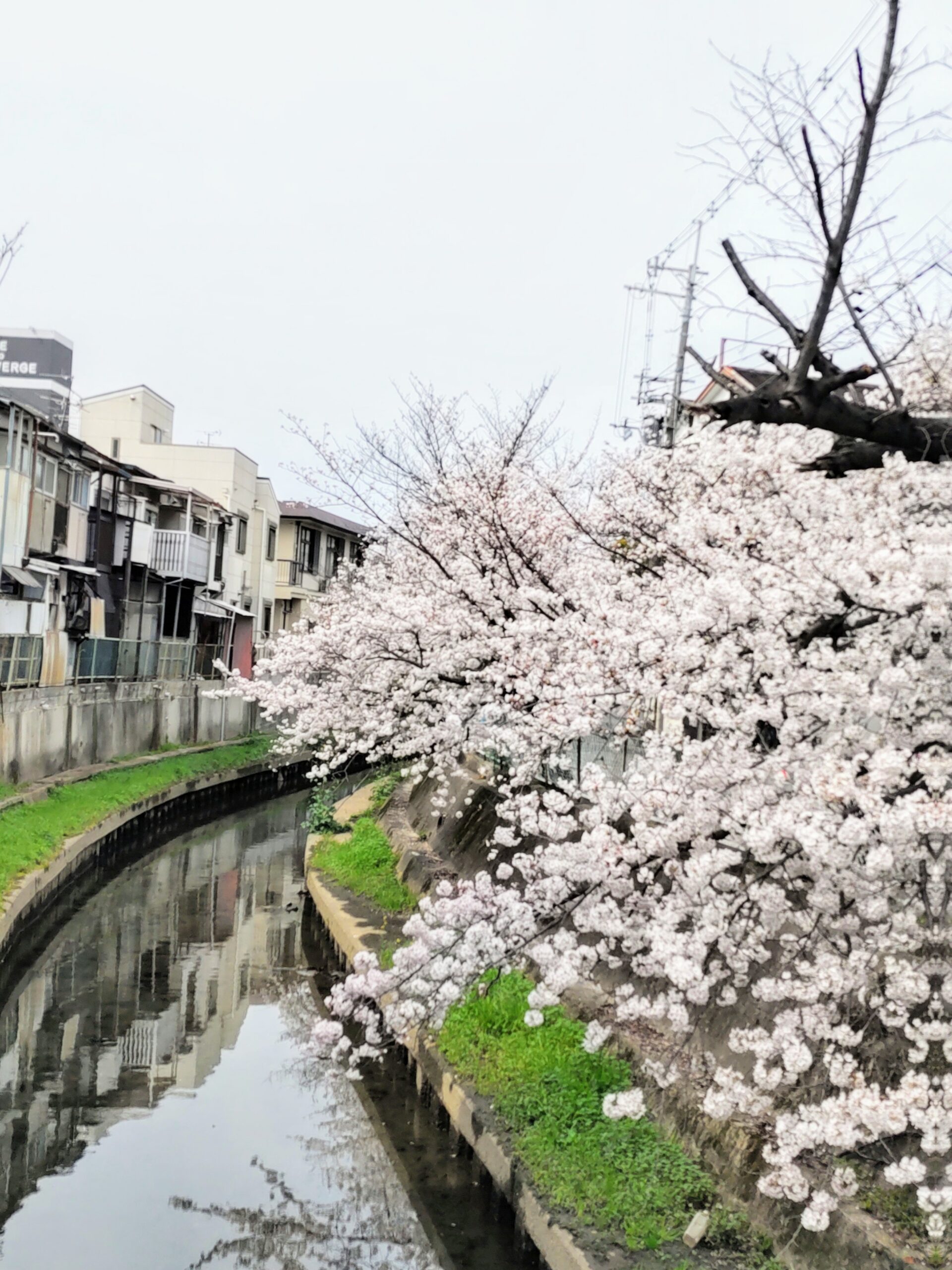 記事 桜が咲いた～🌸お花見～🌸くすのき・萱島のアイキャッチ画像