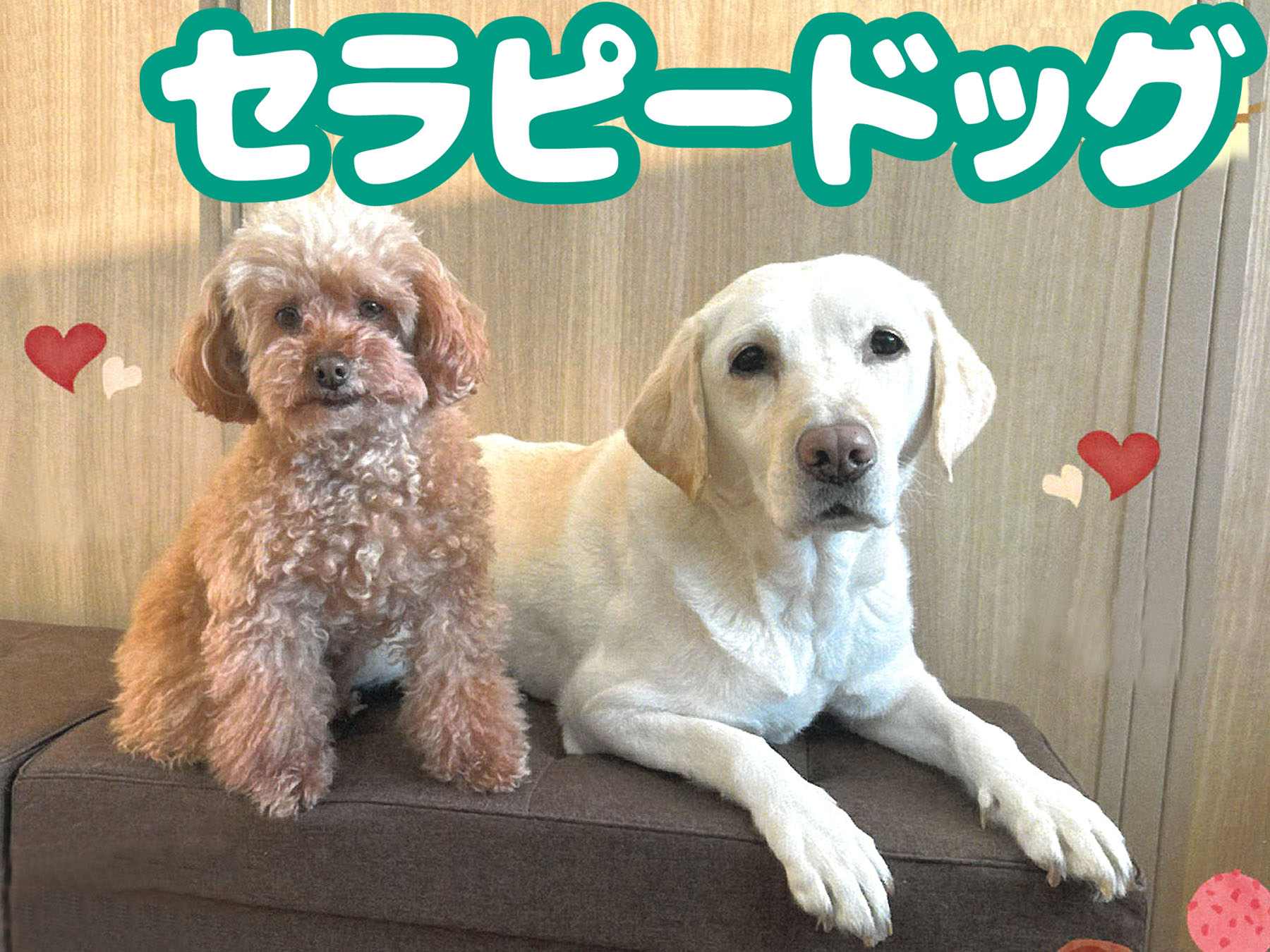 記事 セラピードッグ🐶のアイキャッチ画像