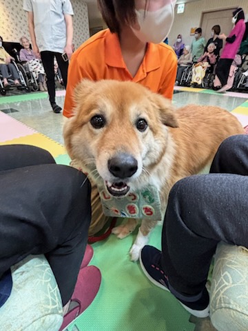 記事 ドッグセラピー♡なみはやのアイキャッチ画像