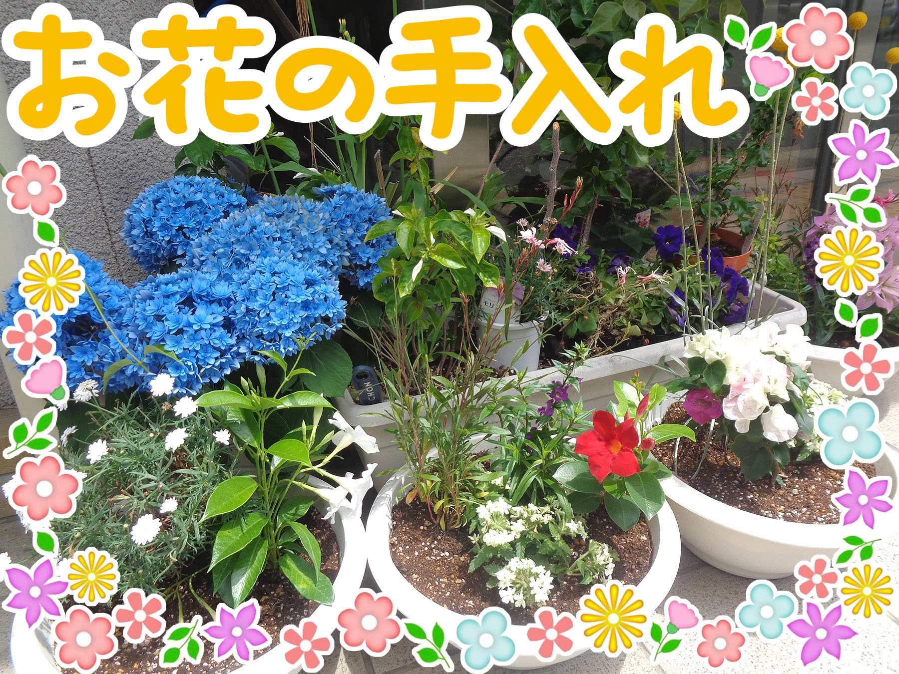 記事 園芸・お花の手入れ🌱のアイキャッチ画像