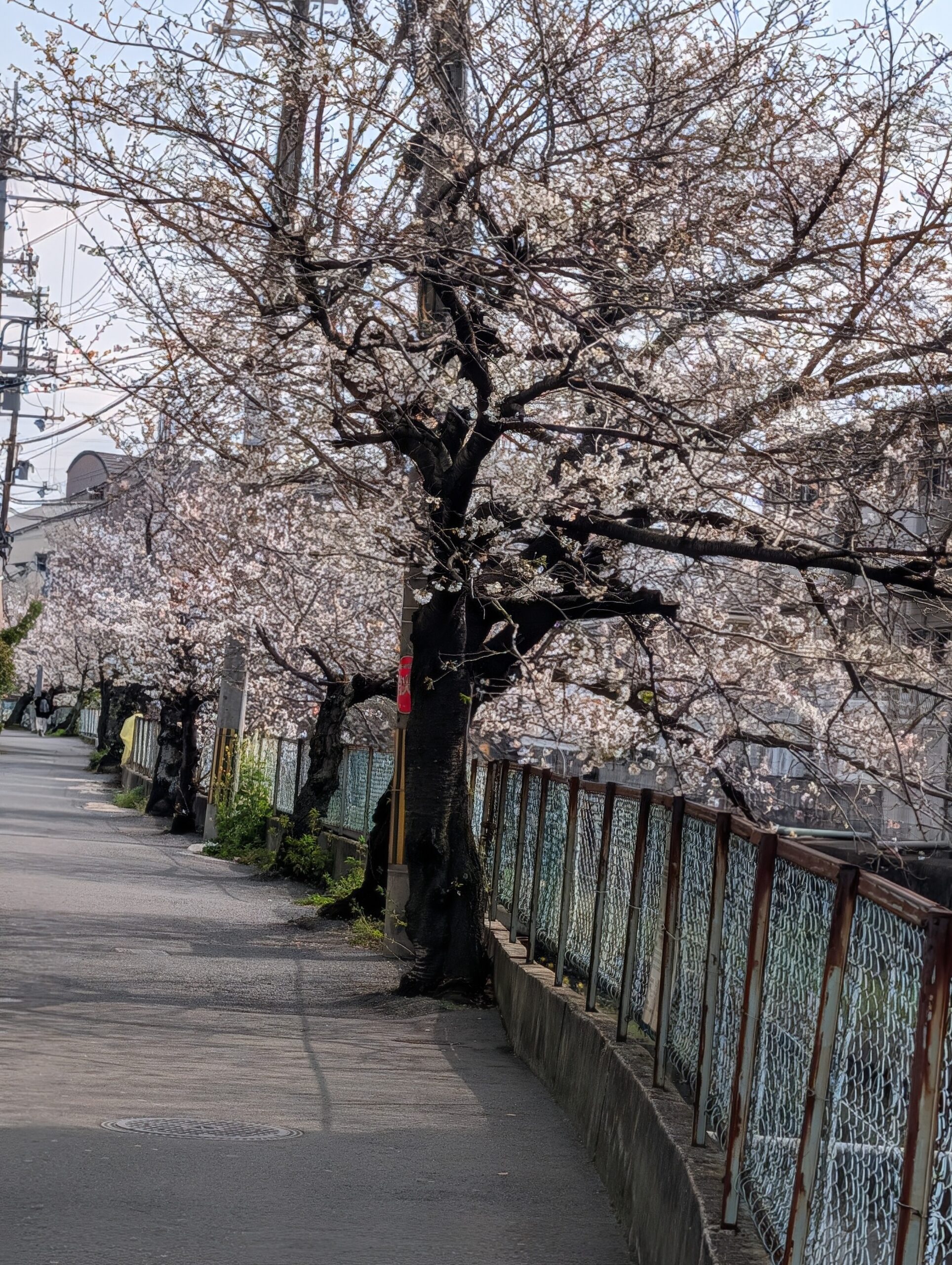 記事 お花見〜🌸くすのき・萱島のアイキャッチ画像