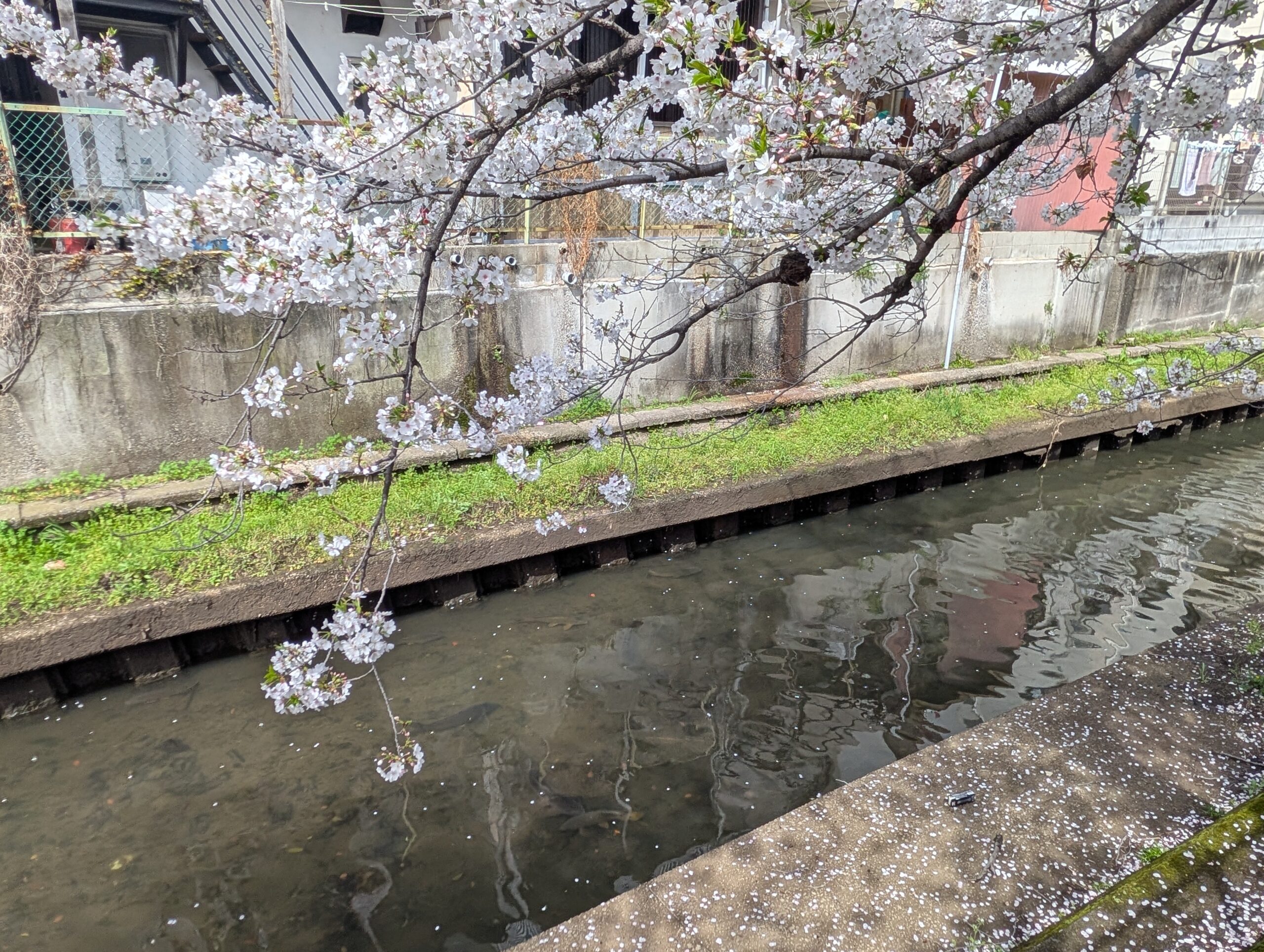 記事 桜のお花見第二弾🌸～くすのき・萱島のアイキャッチ画像