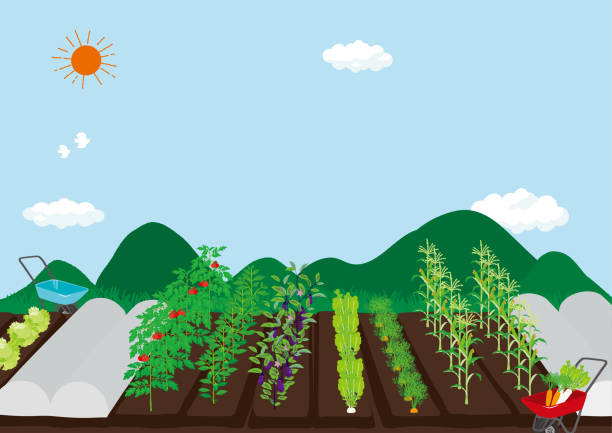 記事 夏野菜の植え付け～🥬🍆🍅くすのき・萱島のアイキャッチ画像