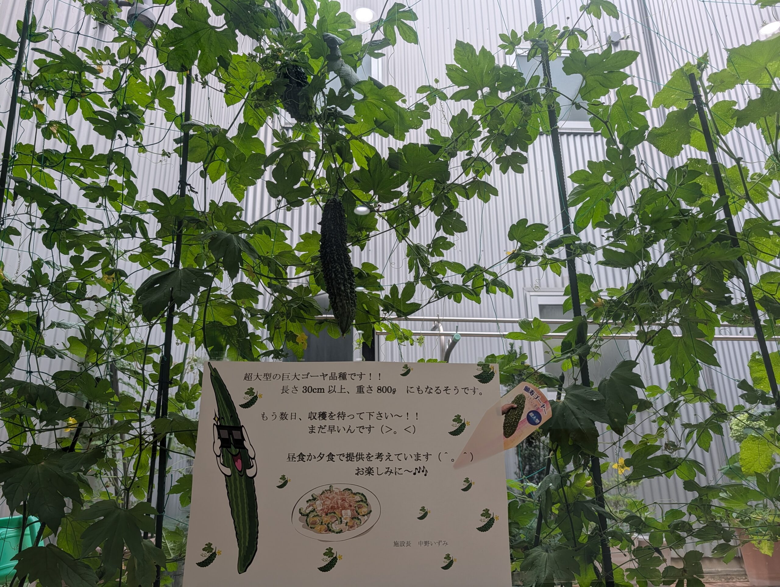 記事 テラス菜園～🍅🥒くすのき・萱島のアイキャッチ画像